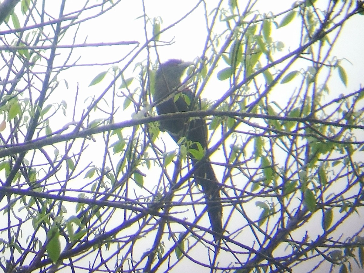 Black-bellied Malkoha - ML624182551