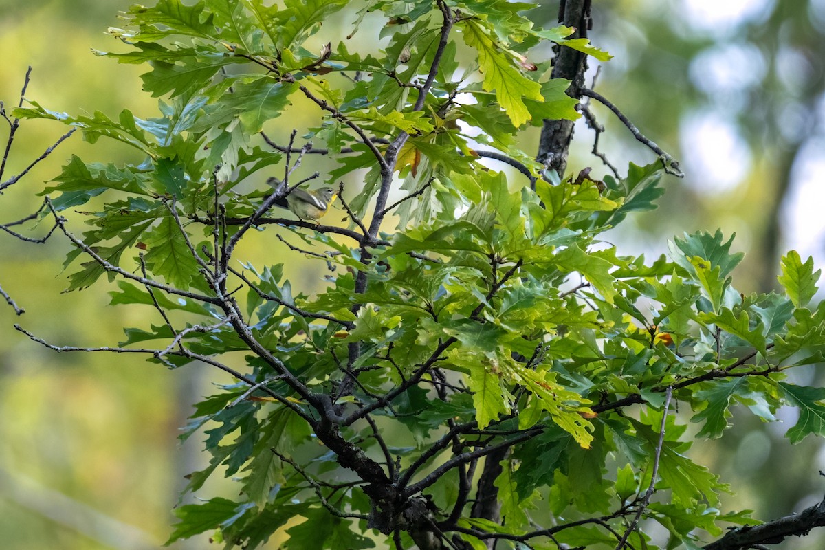 Northern Parula - Matt Saunders