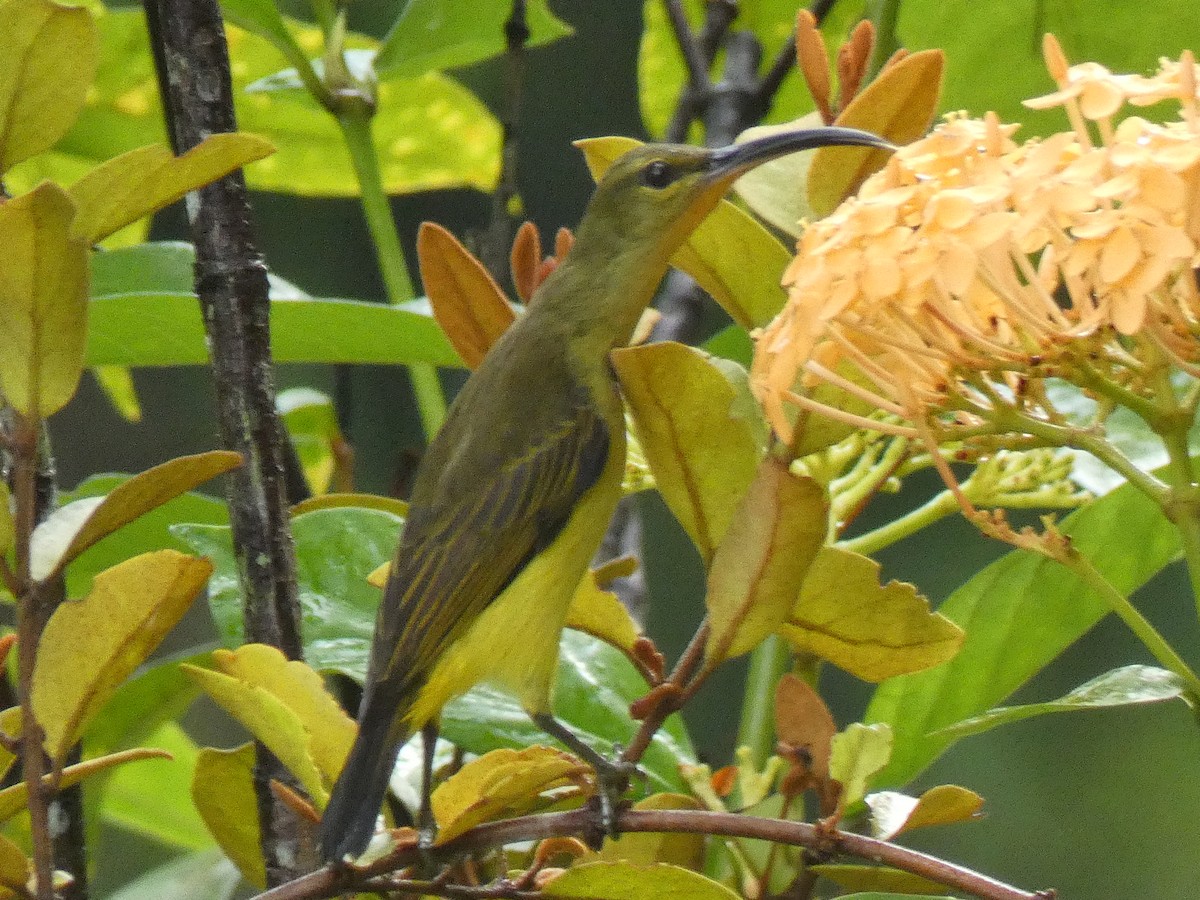 Thick-billed Spiderhunter - ML624182579