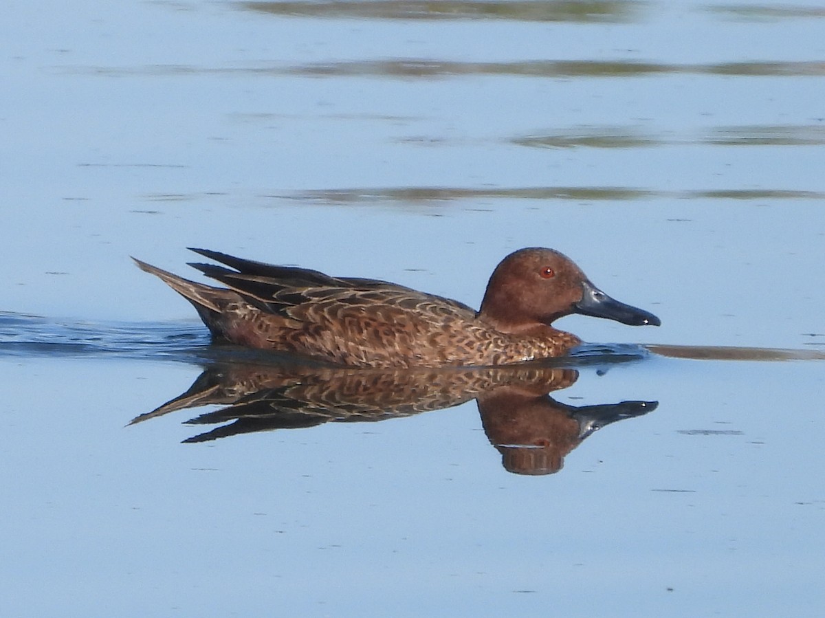 Cinnamon Teal - ML624182589