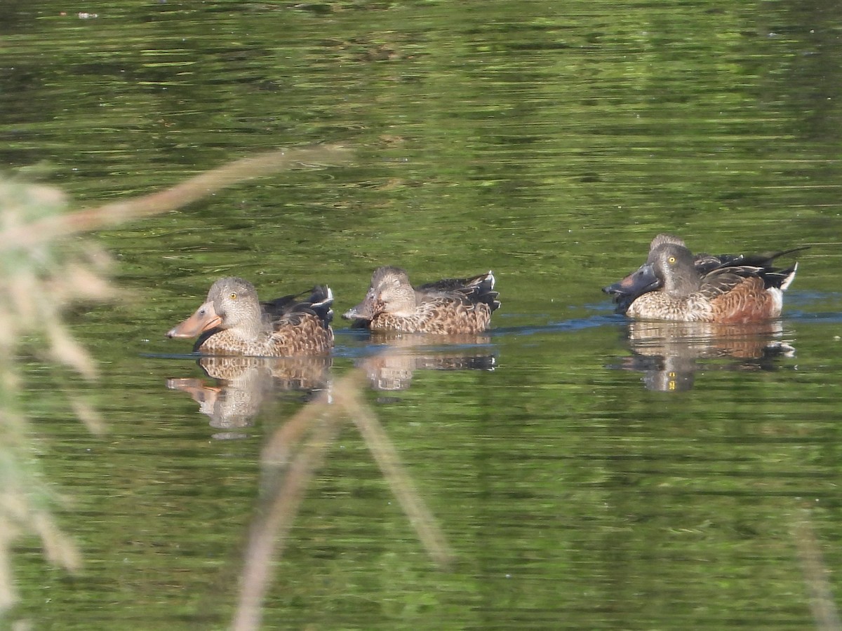 Northern Shoveler - ML624182596