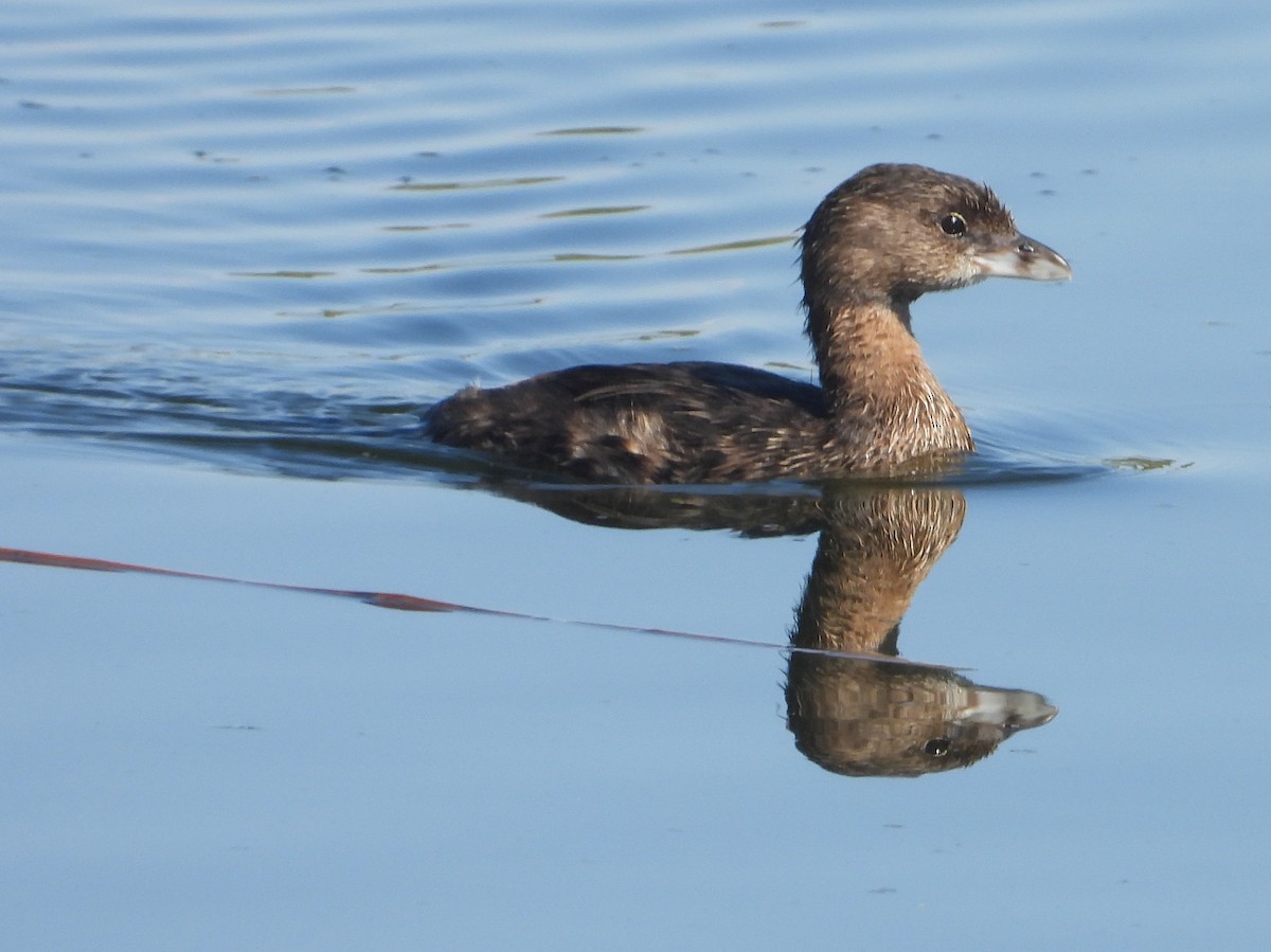 Pied-billed Grebe - ML624182599