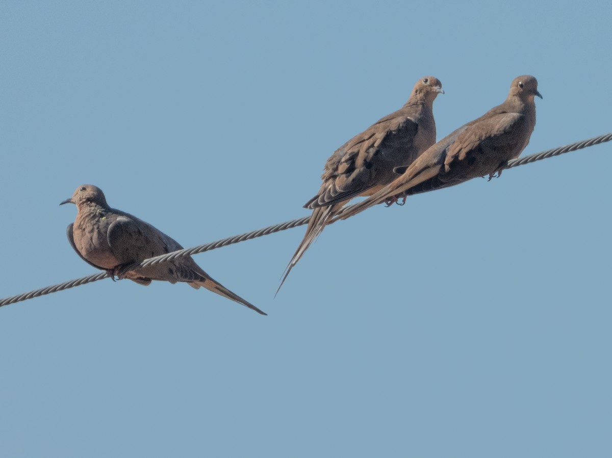 Mourning Dove - Ann Larson