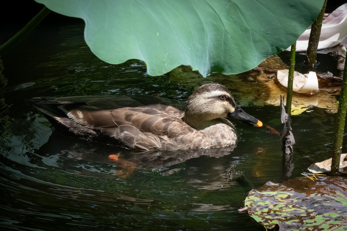 Eastern Spot-billed Duck - ML624182603