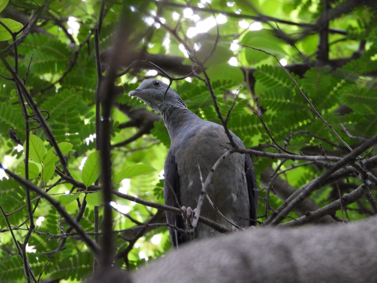 Nilgiri Wood-Pigeon - ML624182606