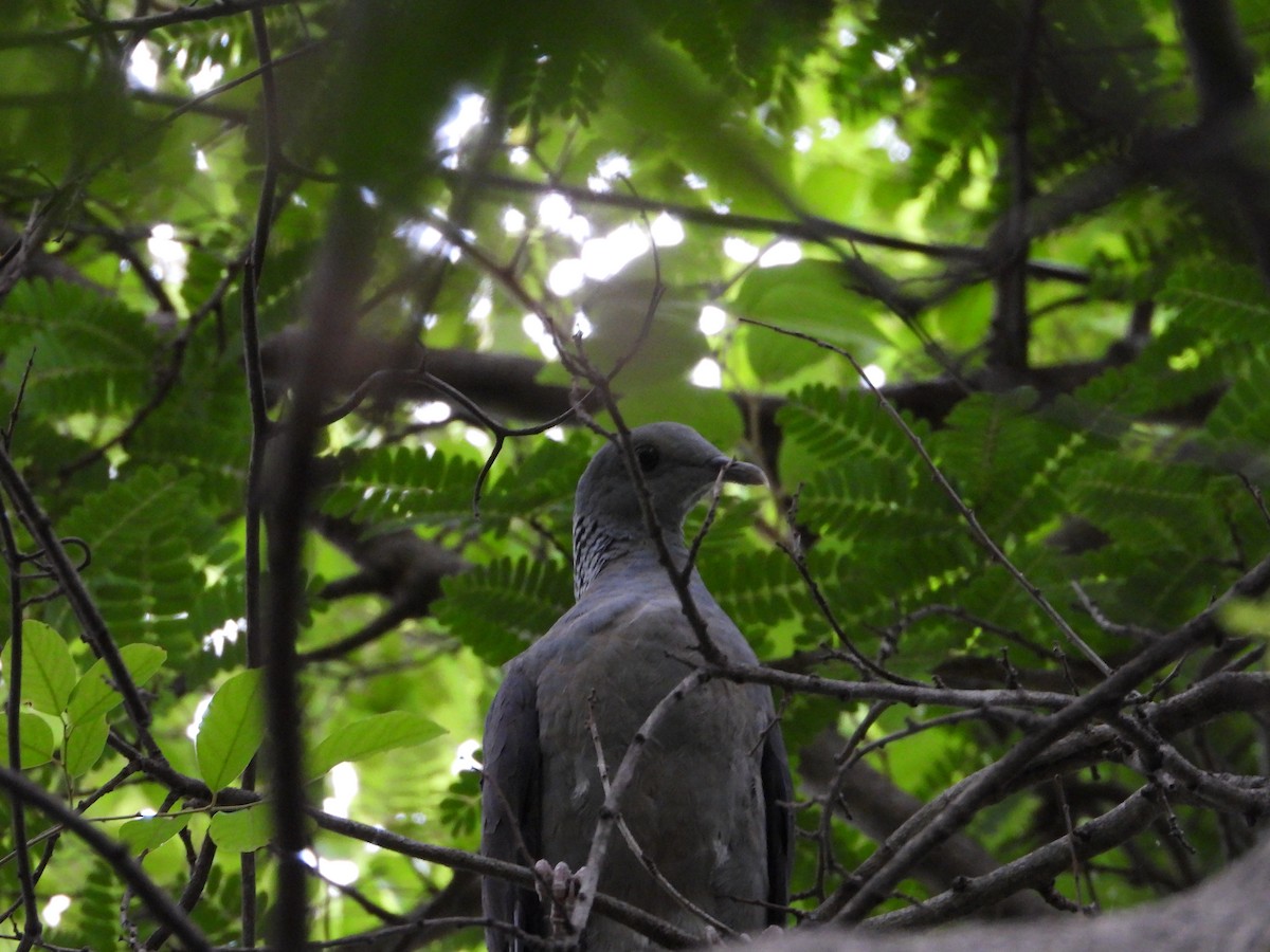 Nilgiri Wood-Pigeon - ML624182607