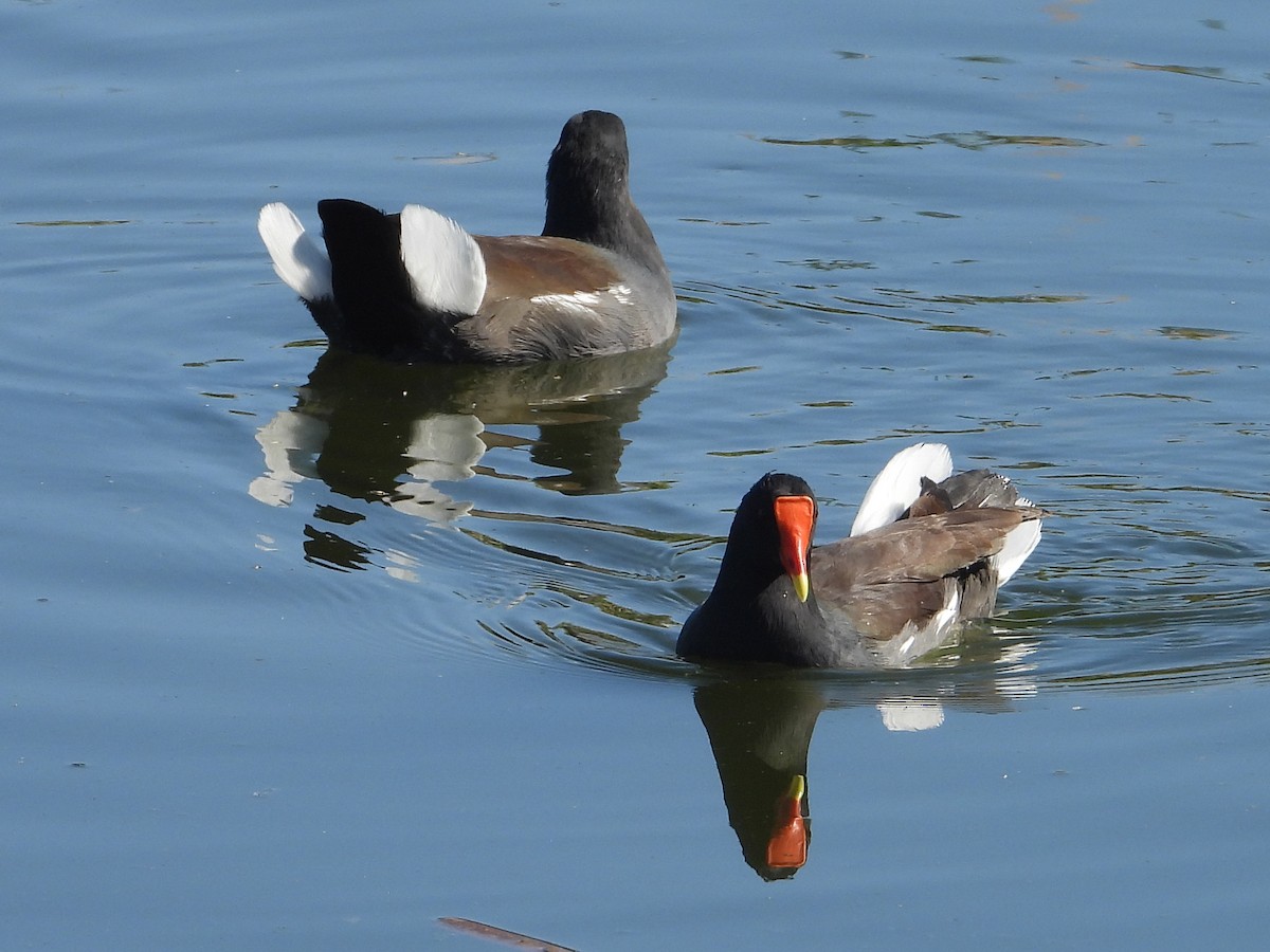 Common Gallinule - ML624182608