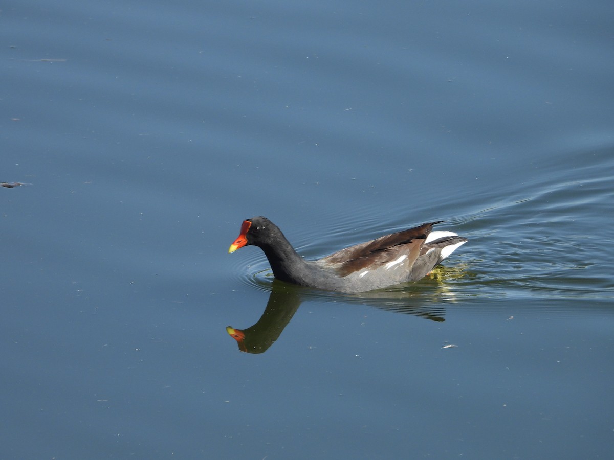 Common Gallinule - Ann Larson