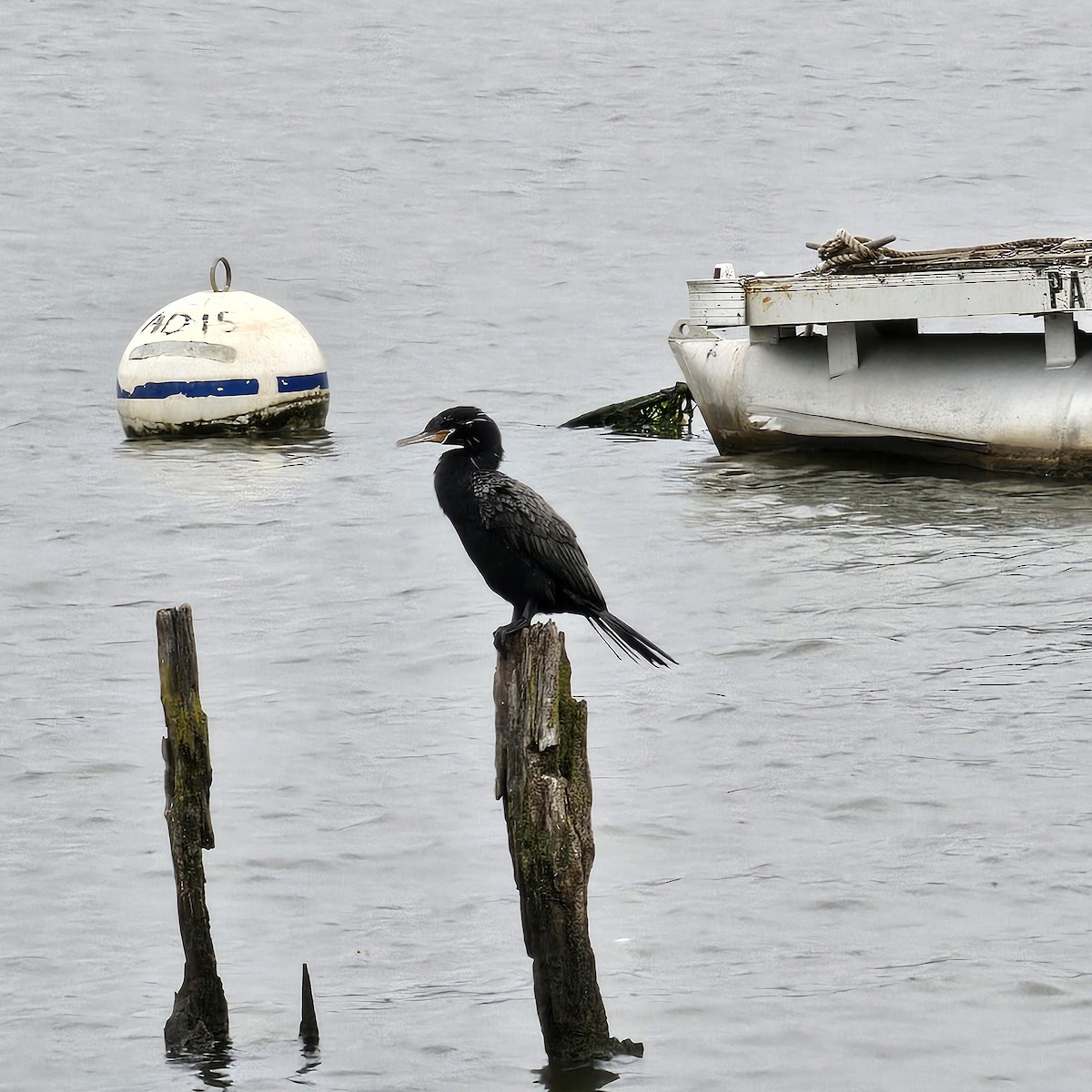 Neotropic Cormorant - ML624182610