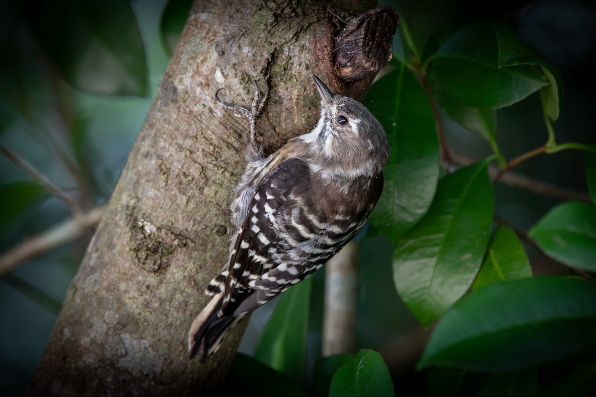 Japanese Pygmy Woodpecker - ML624182613