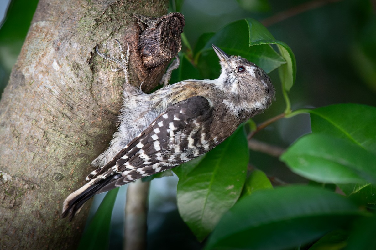 Japanese Pygmy Woodpecker - ML624182614