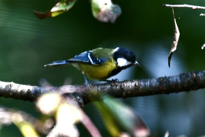 Green-backed Tit - Russell Waugh