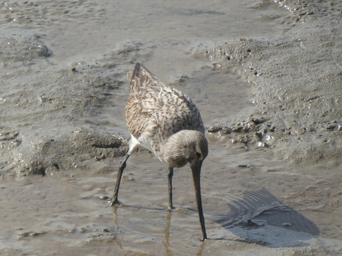 Bar-tailed Godwit - ML624182635