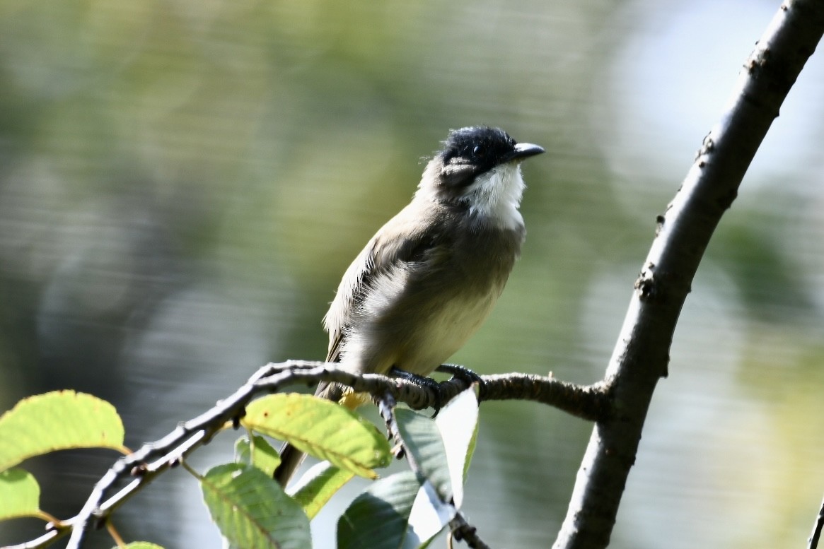 Bulbul à poitrine brune - ML624182640