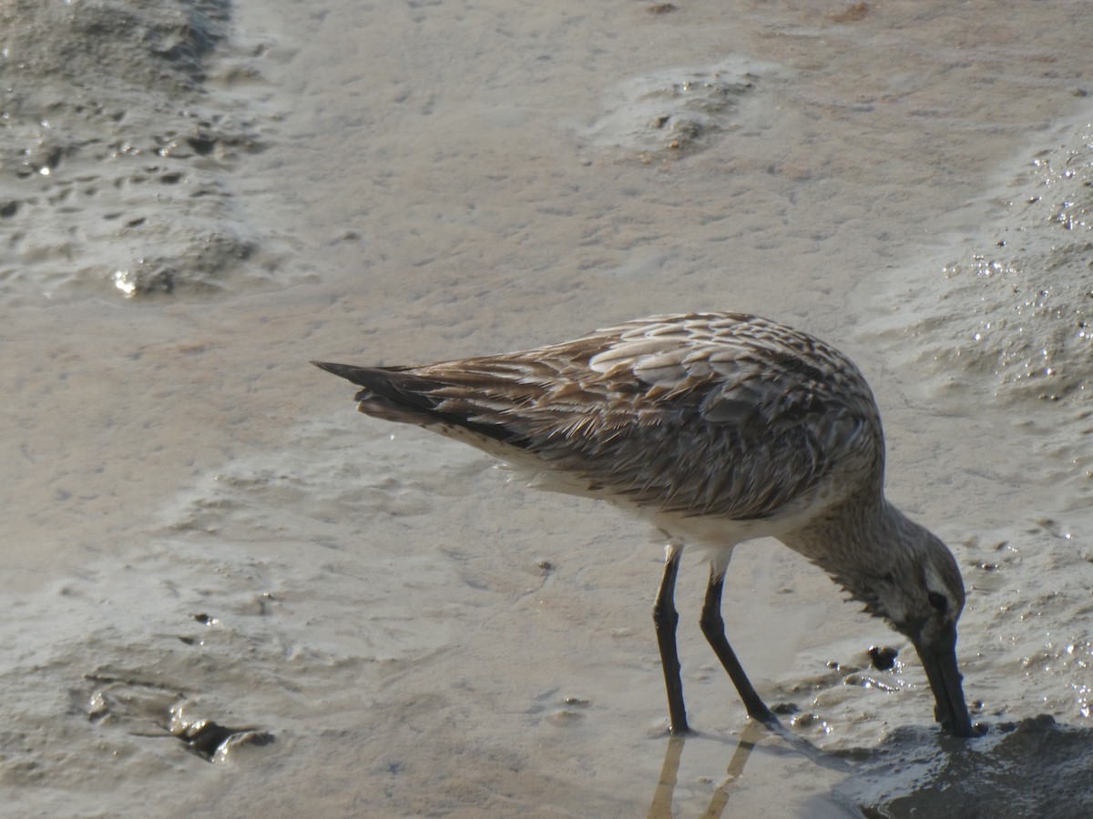 Bar-tailed Godwit - ML624182648