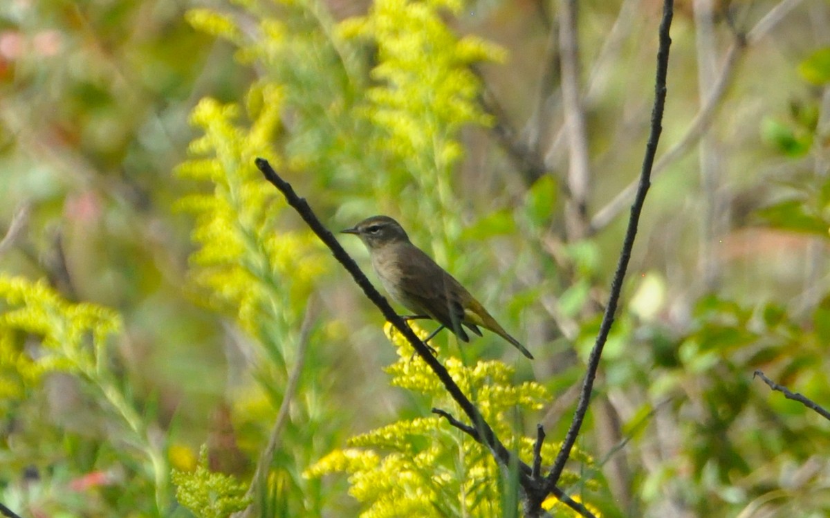 Paruline à couronne rousse - ML624182649