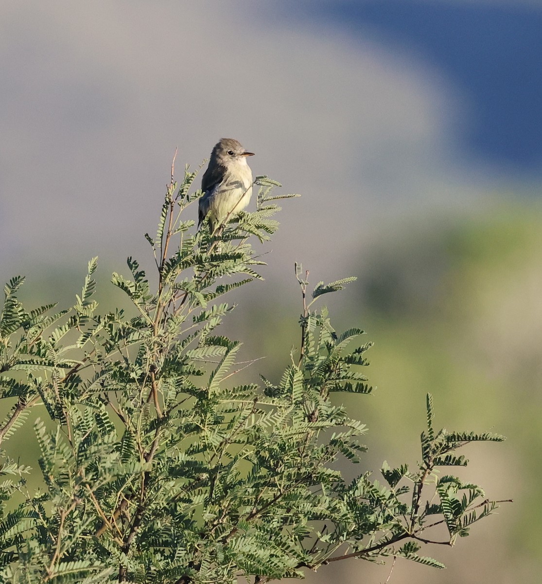 Gray Flycatcher - ML624182685