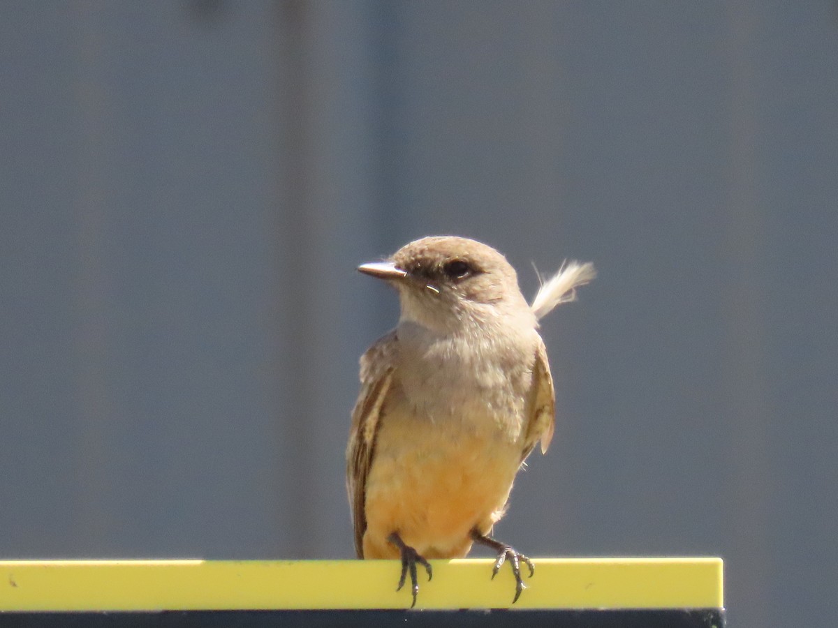Say's Phoebe - ML624182693