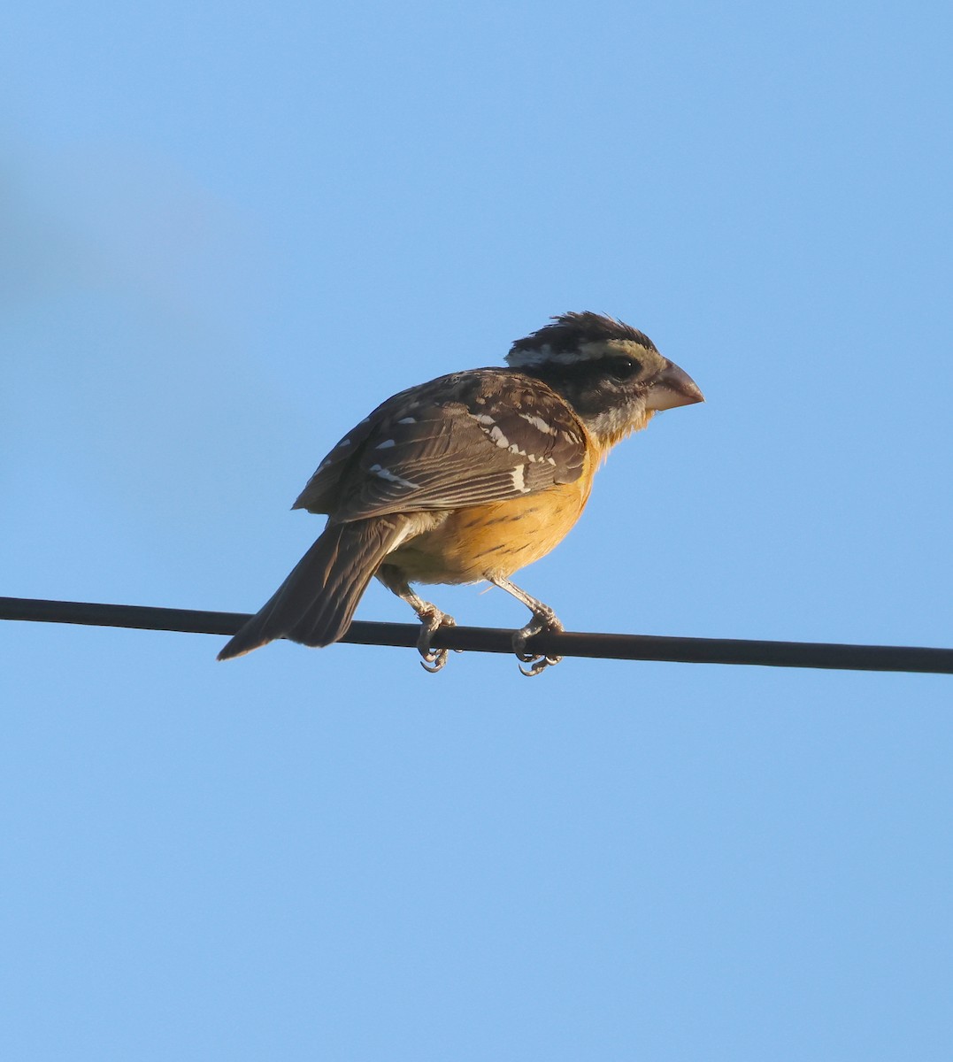 Black-headed Grosbeak - ML624182698