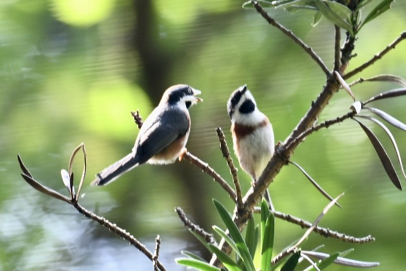 Black-throated Tit - ML624182702