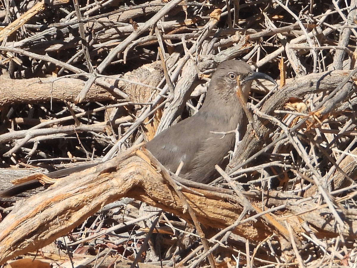 Crissal Thrasher - ML624182709