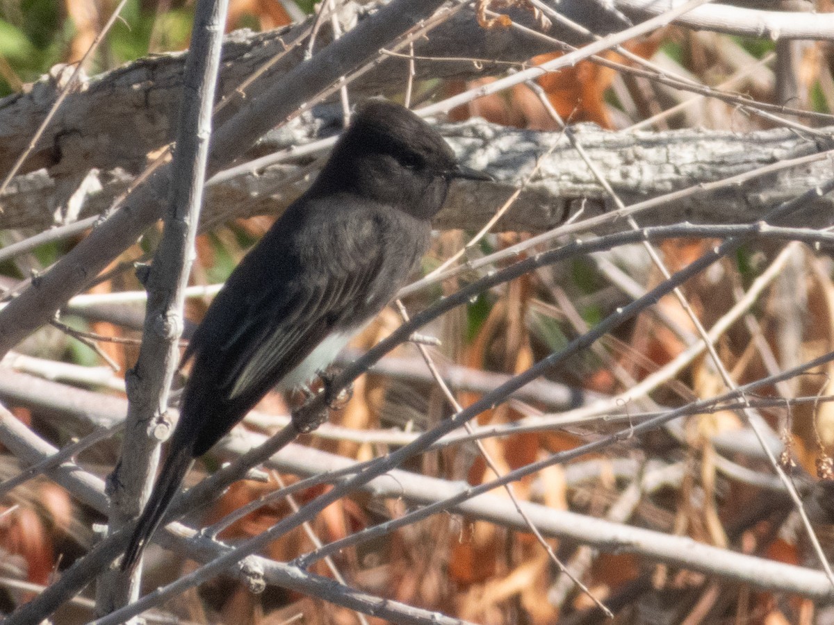 Black Phoebe - ML624182712