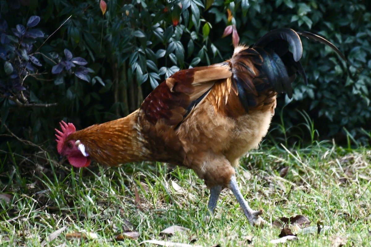 Red Junglefowl - ML624182723