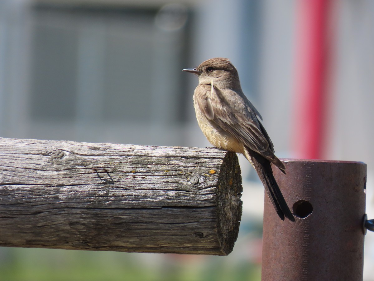 Say's Phoebe - ML624182724