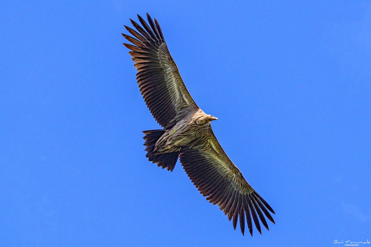 Himalayan Griffon - ML624182725