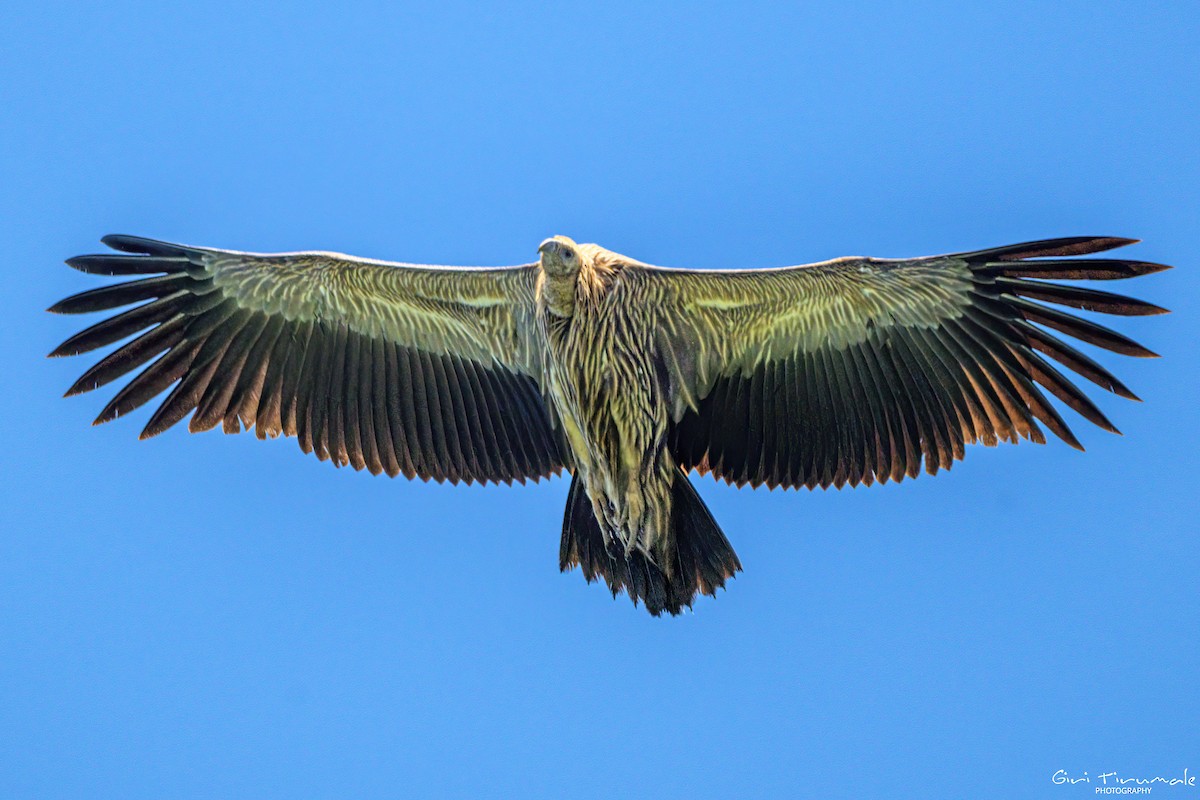 Himalayan Griffon - ML624182726