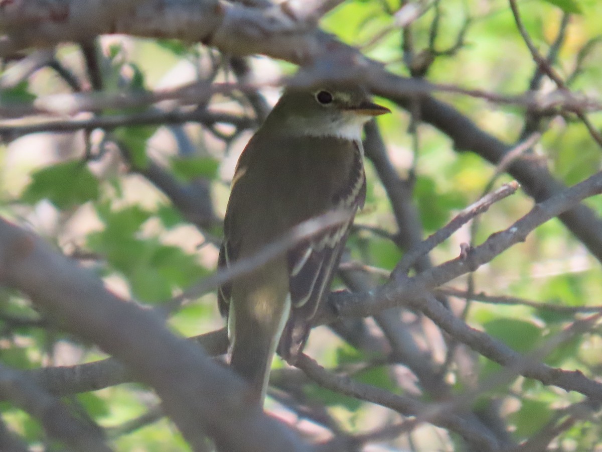 Least Flycatcher - ML624182739