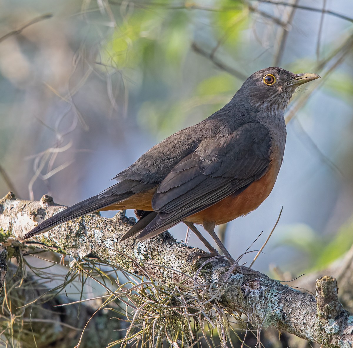 Rufous-bellied Thrush - Fabyano Costa