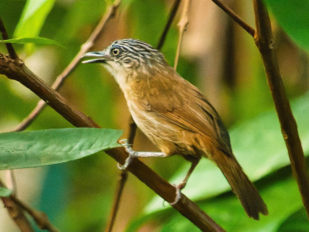 Brown Tit-Babbler - ML624182749