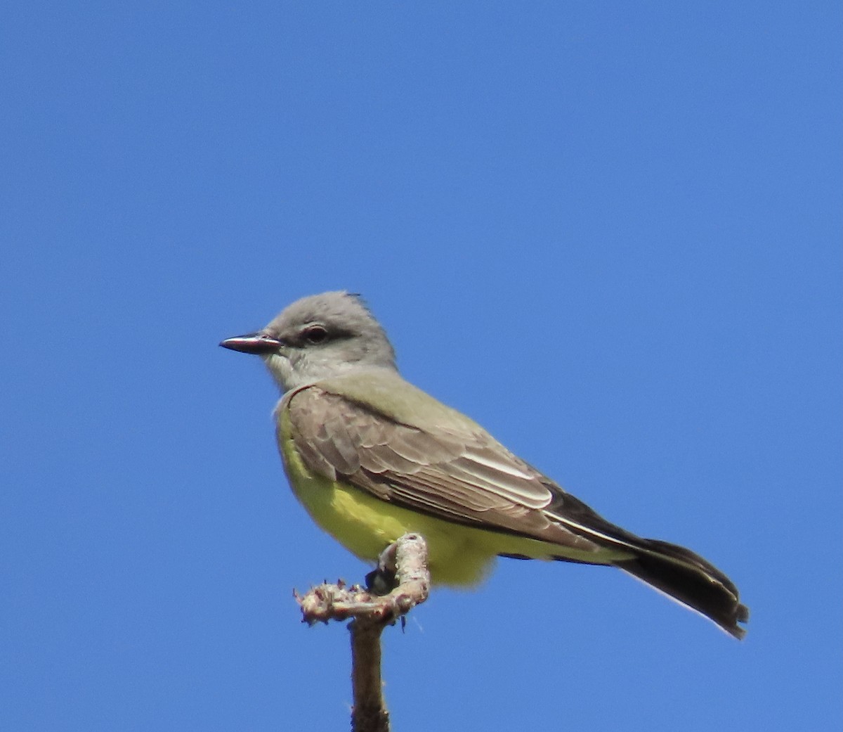 Western Kingbird - ML624182778