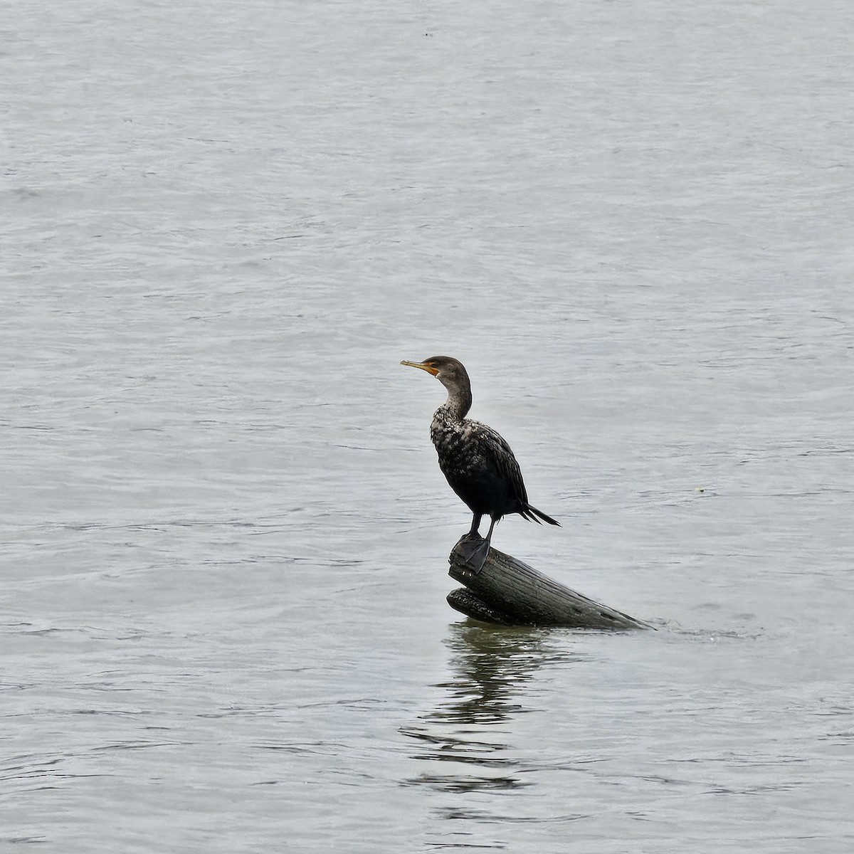 Double-crested Cormorant - ML624182780