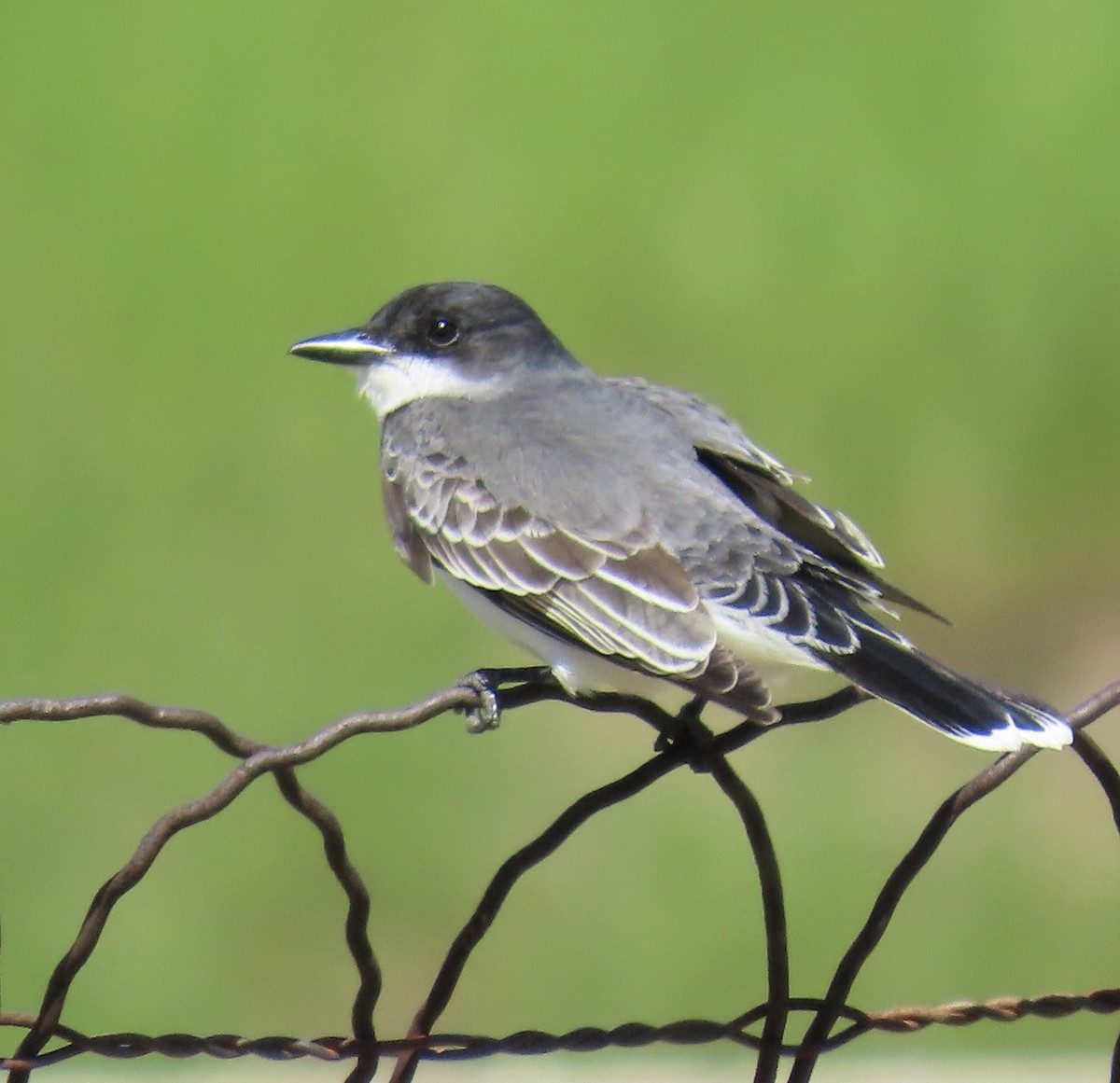 Eastern Kingbird - ML624182796