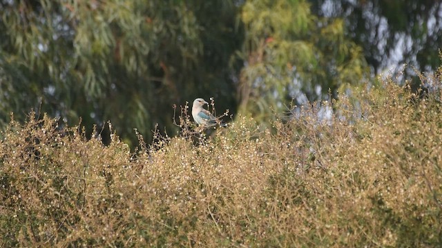 כחל מצוי - ML624182799