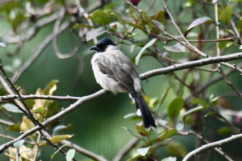 Bulbul cul-d'or - ML624182802