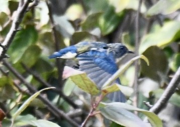 Fire-breasted Flowerpecker - Russell Waugh