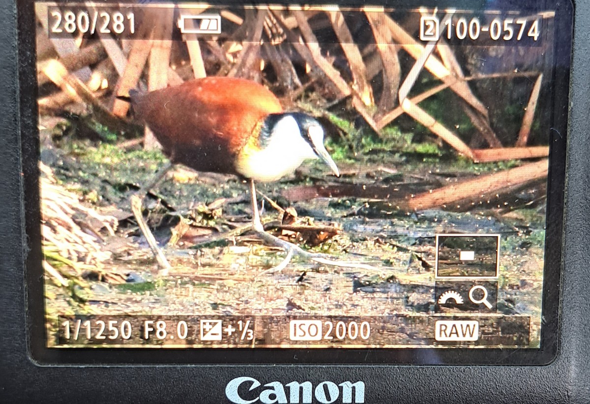 African Jacana - ML624182805