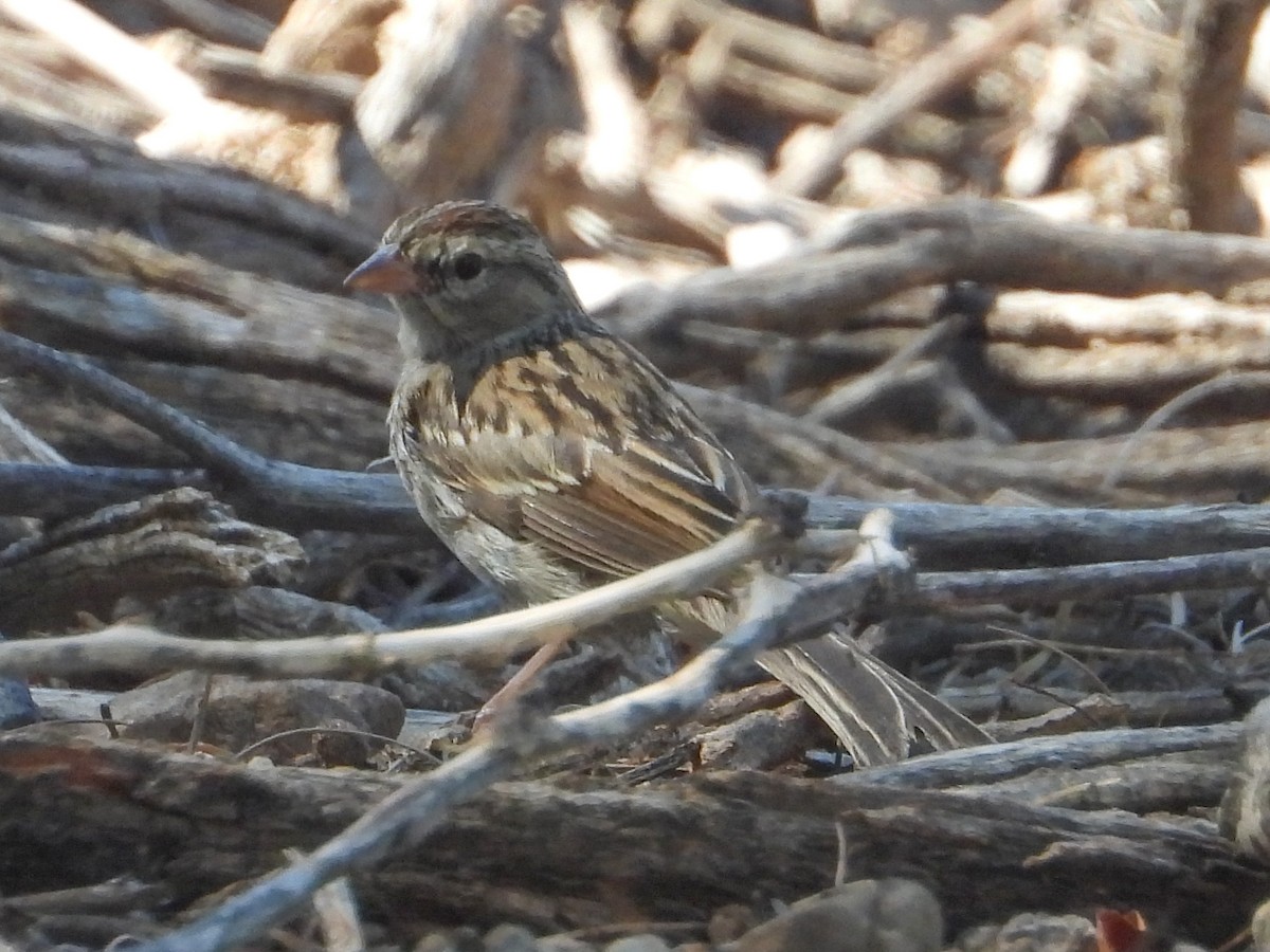 Savannah Sparrow - ML624182813