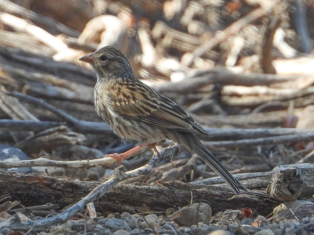 Savannah Sparrow - ML624182814