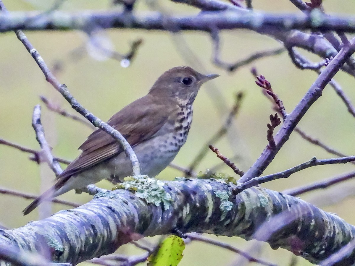 Gray-cheeked Thrush - Vicki Chatel  (*v*)