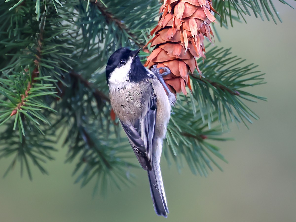 Black-capped Chickadee - ML624182839