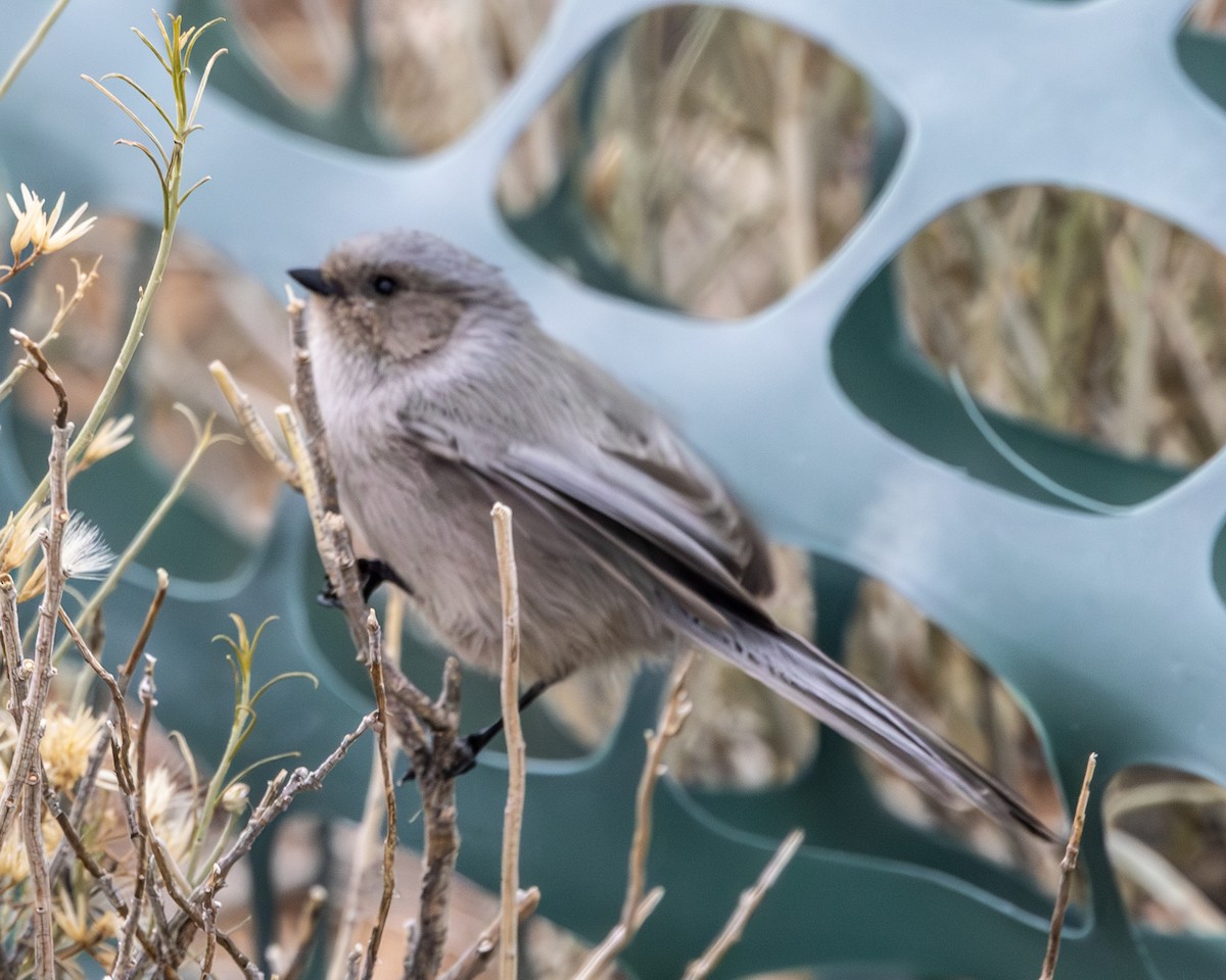 Bushtit - ML624182842