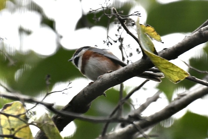 Black-throated Tit - ML624182854