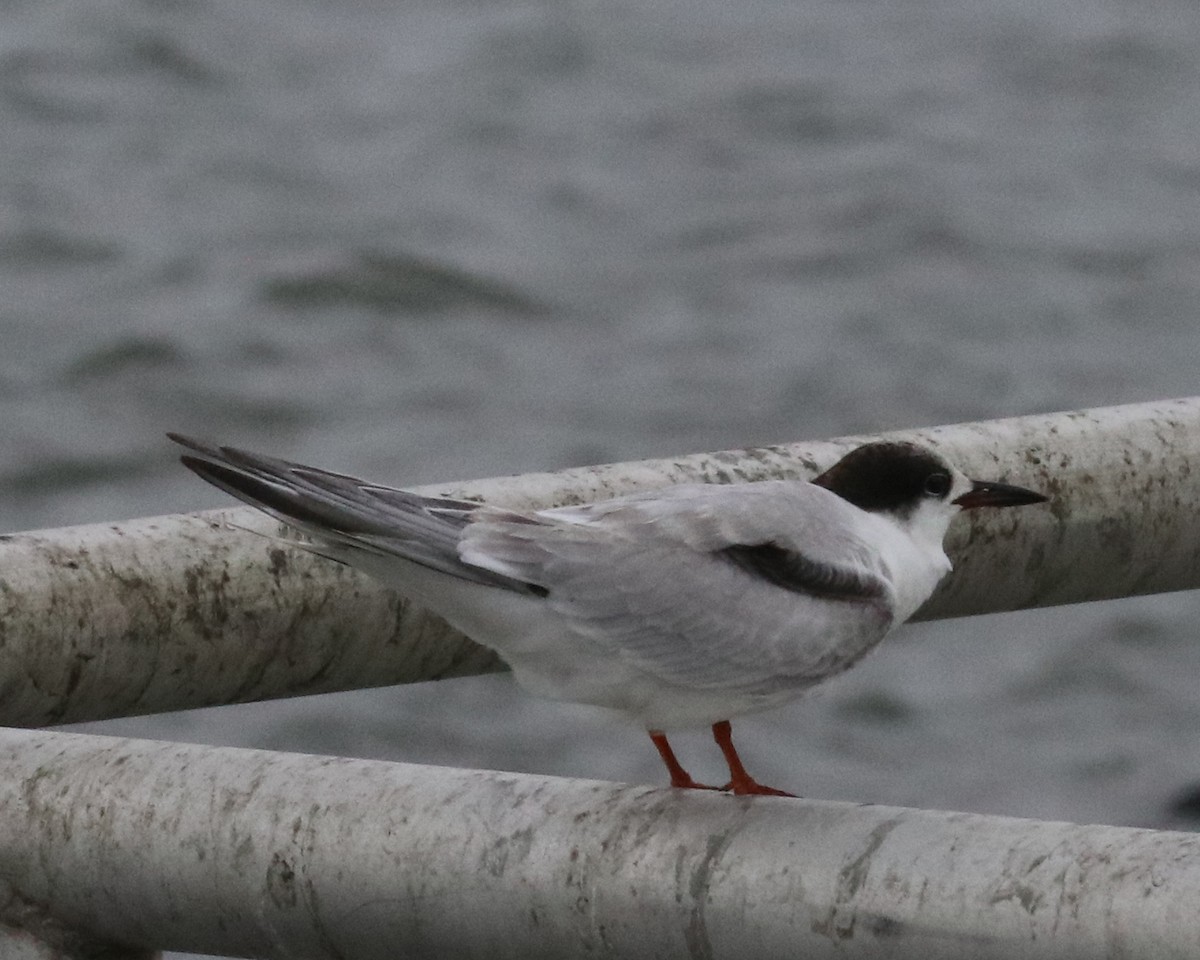 Common Tern - ML624182866