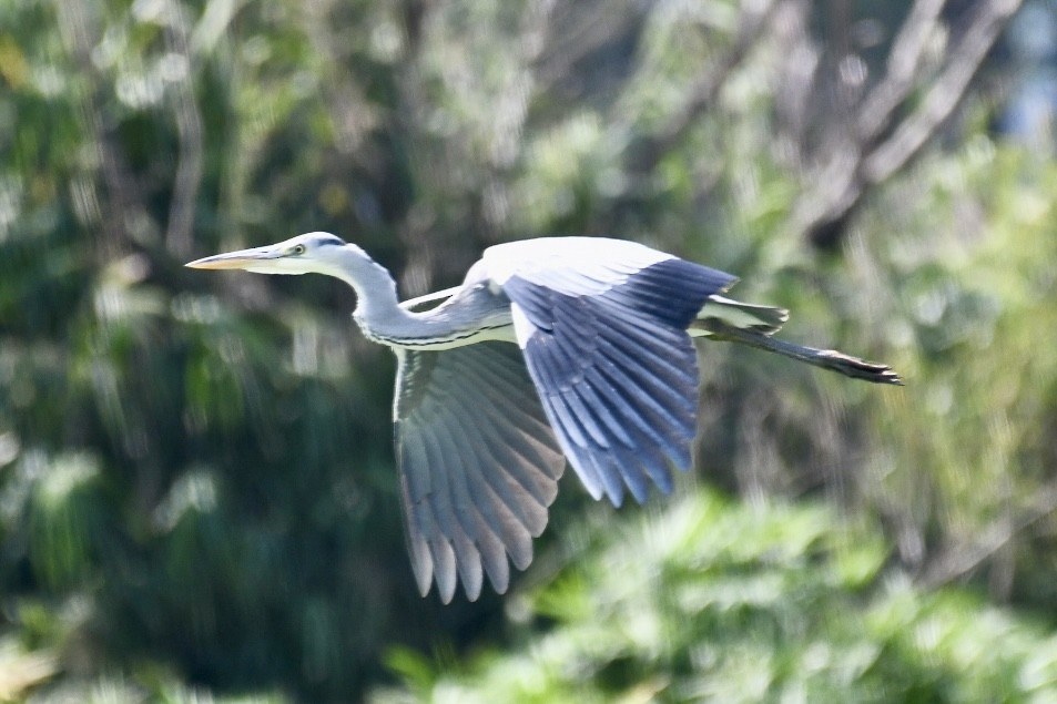 Gray Heron - Russell Waugh