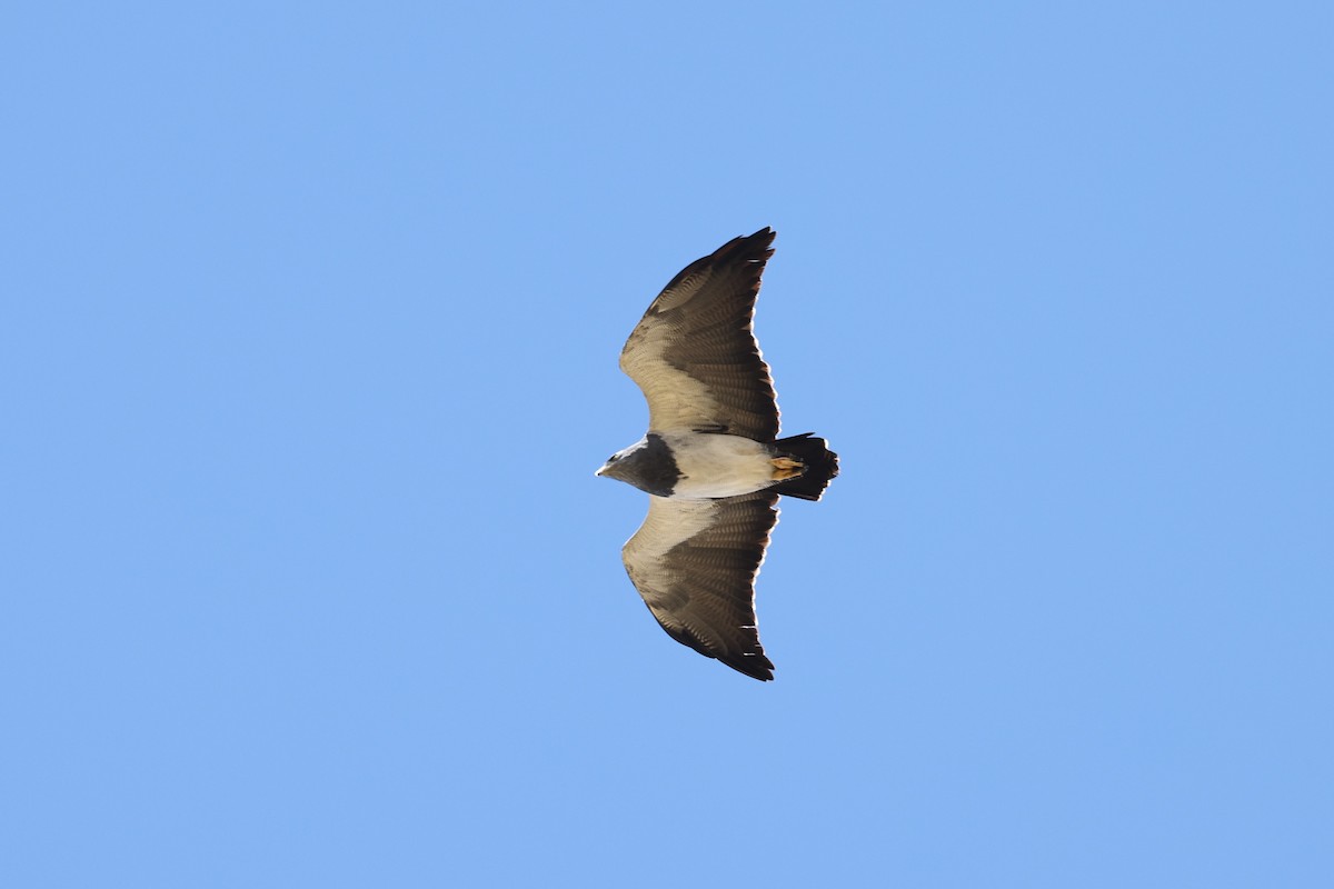 Águila Mora - ML624182908