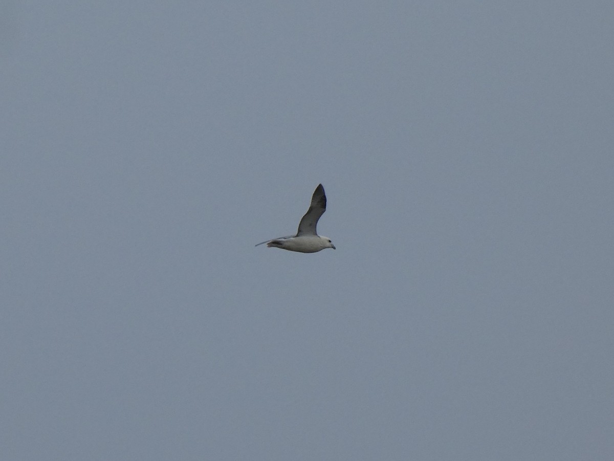 Northern Fulmar - James Court